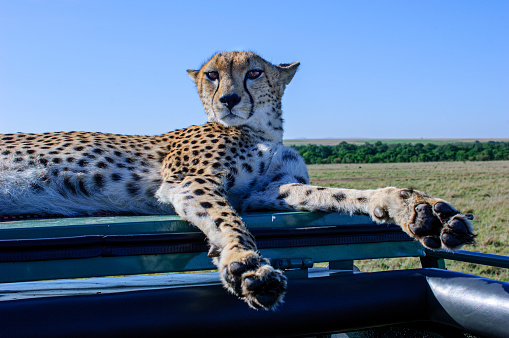 Close-up shot of cheetah (Acinonyx jubatus) taken from inside of safari vehicle when cheetah was on top of vehicle.