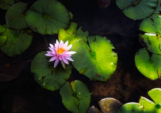 A single lily pad bloom floats on the water