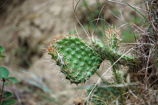 Cactus (opuntia ficus-indica) at summer