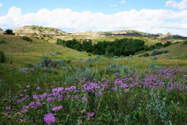 istock Purple Flowers in Painted Canyon 1257291312
