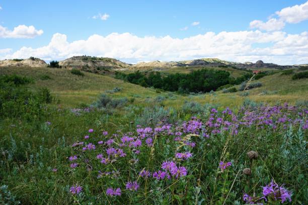 istock Painted Canyon Purple Flowers 1257291340