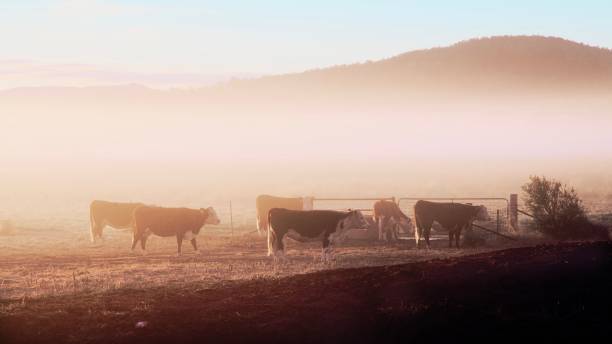 istock Morning fog on farm with cattle 1257291438