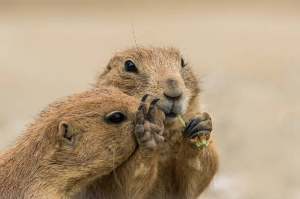 Adorable Prairie Dog, Cynomys, eating greens