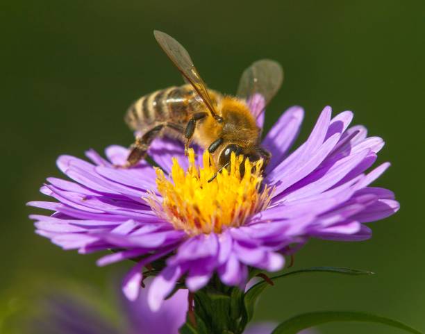istock bee or honeybee in Latin Apis Mellifera on flower 1257294027