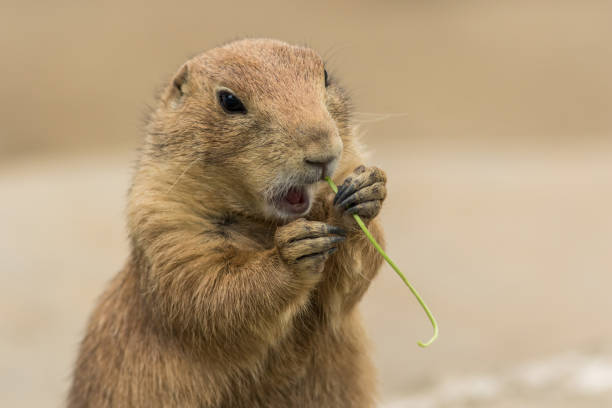 istock Adorable Prairie Dog eating greens 1257294035