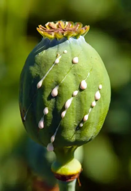 sliced poppy seed for opium, detail of opium poppy in latin papaver somniferum