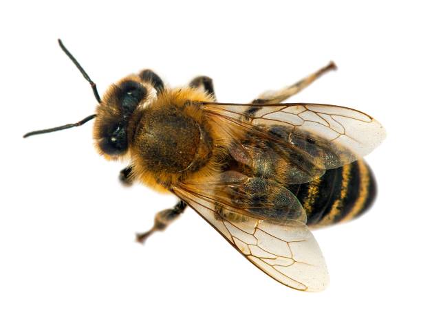 istock bee or honeybee in Latin Apis Mellifera 1257294973
