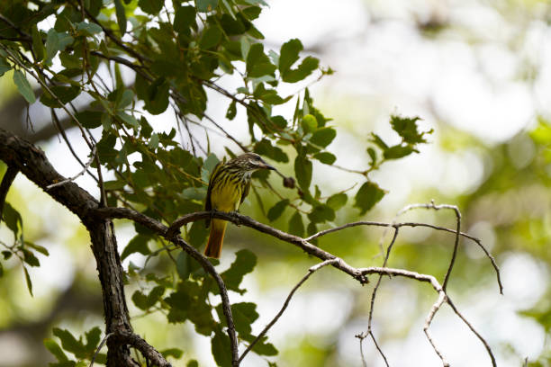 istock Sulphur-bellied Flycatcher 1257295685