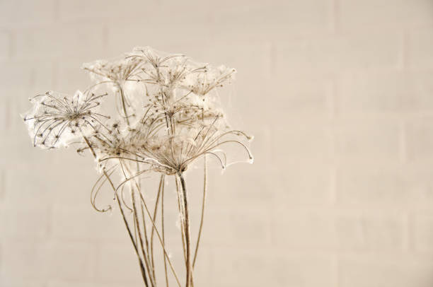 istock dry flowers braided with cobwebs on a brick wall background 1257296412