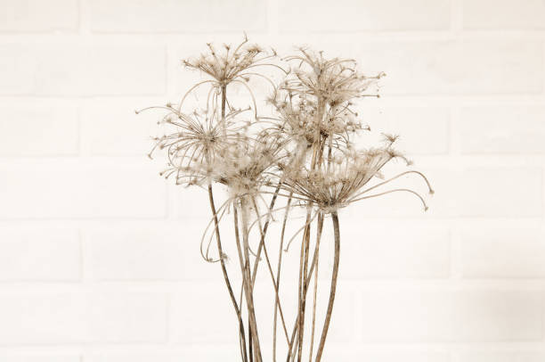 istock dry flowers braided with cobwebs on a brick wall background 1257296416