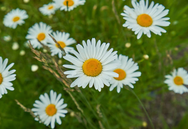 fleurs sauvages dans le magnifique paysage naturel de la région du lac mcdonald du parc national des glaciers pendant l’été dans le montana, etats-unis. - landscape montana wildflower flower photos et images de collection