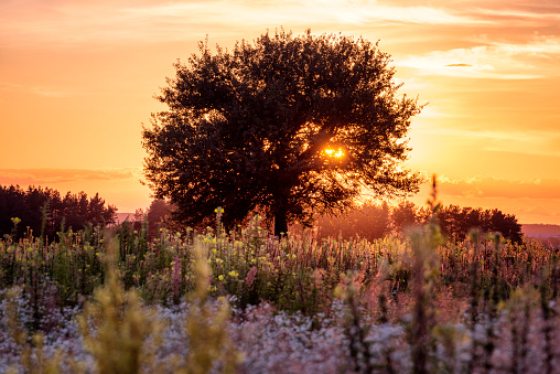 Sunset with lone tree in the wild meadow with lush blooming flowers