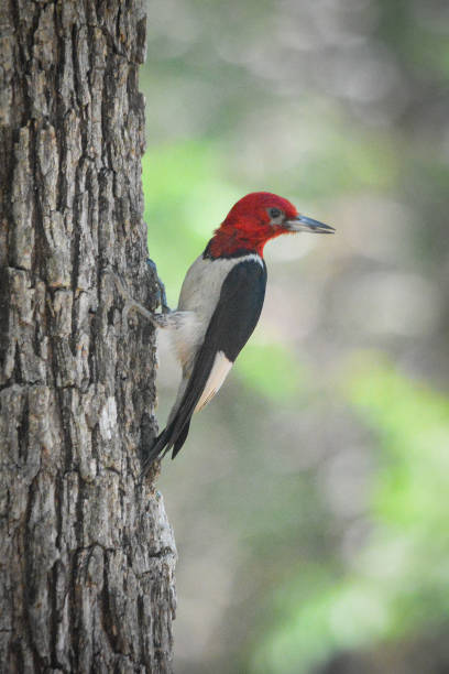 istock Majestic red headed woodpecker 1257298956
