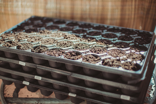 A view of a stack of potting trays on a balcony. The top one is filled with soil and in it - some seeds in process of germination.