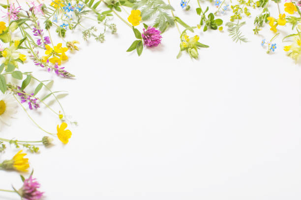 istock beautiful wild flowers on white background 1257300039