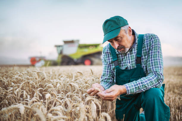 istock Farmer Examining The Wheat Quality On Field. 1257300124
