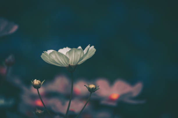 istock Cosmos flowers field background;  vintage style 1257300229