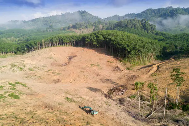 Logging. Aerial drone view of deforestation environmental problem in Borneo. Rain forest jungle destroyed for oil palm plantations