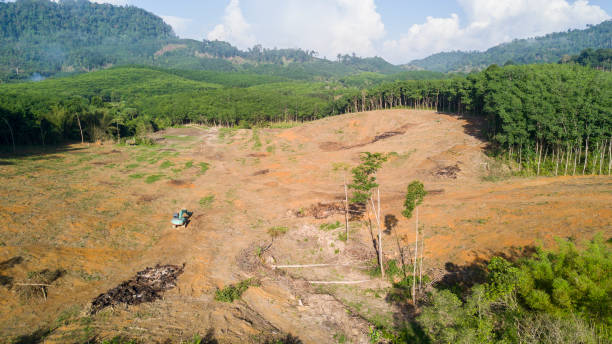 삼림 벌채. 열대 우림을 줄입니다. - aerial view lumber industry oil tropical rainforest 뉴스 사진 이미지