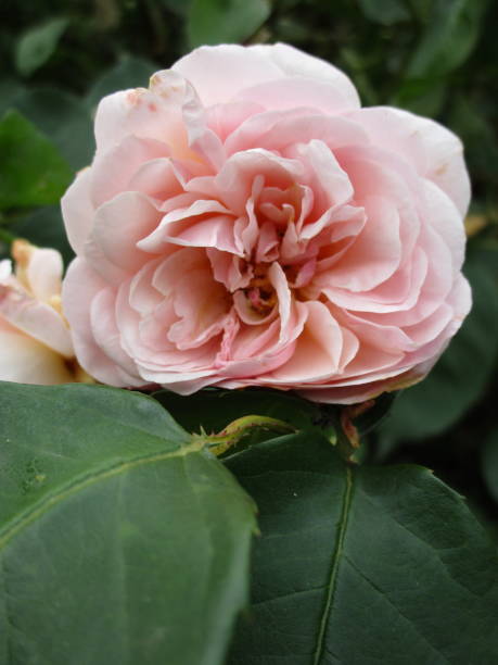 istock Bright White Shell Pink Rose Blooming in Queen Elizabeth Park 2020 1257301548