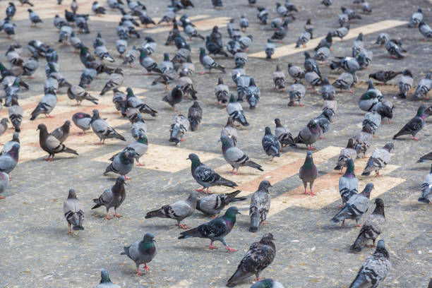 istock A lot of doves 1257303479