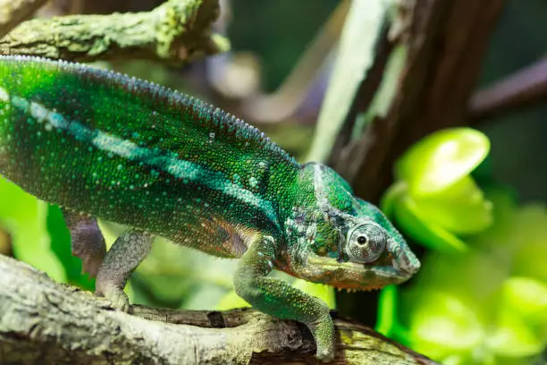 Photo of Chameleon