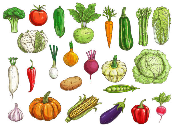 Farm vegetables isolated vector sketches Farm vegetables isolated vector sketch. Cauliflower and radish, onion and garlic, kohlrabi cabbage, pumpkin, pea, chili and bell pepper, corn and carrot, beet and eggplant, tomato and pattypan squash dikon radish stock illustrations