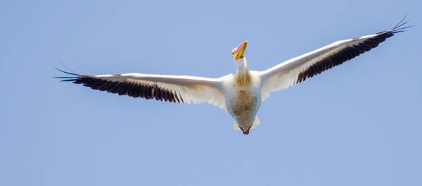 istock American White Pelican Flying Directly Overhead 1257305980