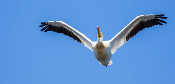 istock American White Pelican Flying Directly Overhead 1257305984