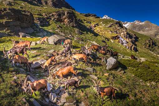 Dog herder, cascade and Alpine goats in italian alps landscape – Gran Paradiso, Italy