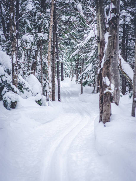 forêt d’hiver neigeuse - vertical scenics ice canada photos et images de collection