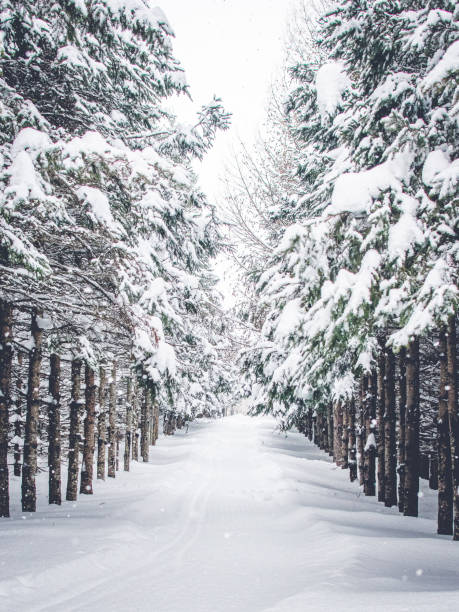 schneebedeckter winterwald - vertikal fotos stock-fotos und bilder