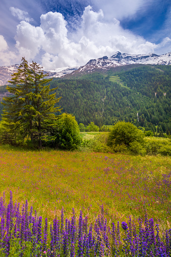 Alpine landscape with wildflowers at springtime in Val d'Isère, near Bonneval-sur-Arc – French alps