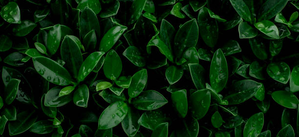 istock abstract green leaf texture, nature background, tropical leaf 1257309669