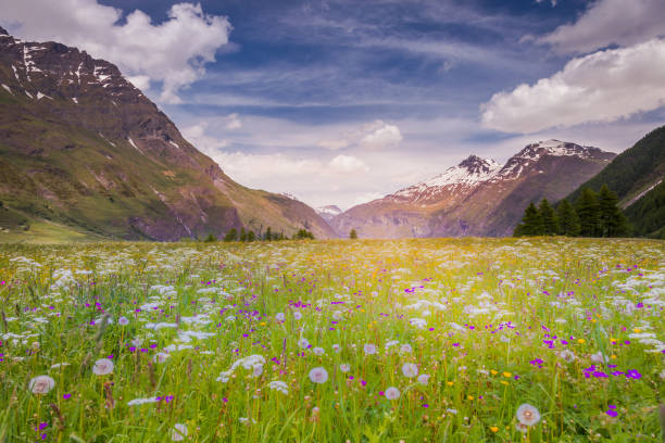 paesaggio alpino con fiori selvatici in primavera in val d'isère, vicino a bonneval-sur-arc - alpi francesi - sunrise european alps mountain alpenglow foto e immagini stock