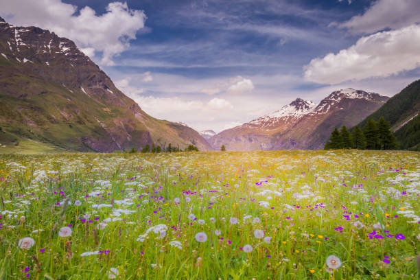 alpine landscape with wildflowers at springtime in val d'isère, near bonneval-sur-arc – french alps - sunrise european alps mountain alpenglow imagens e fotografias de stock