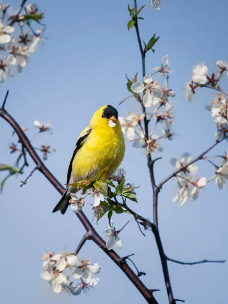 istock american goldfinch 1257309707