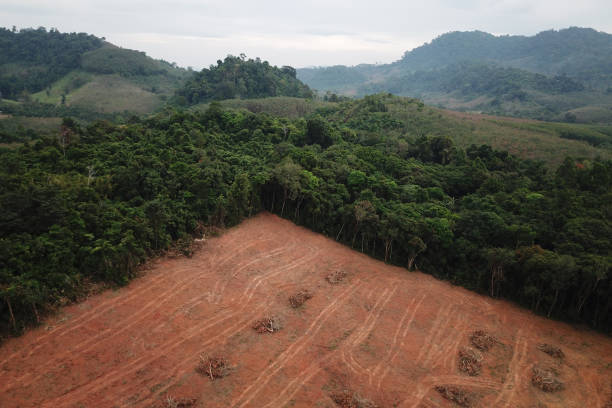 обезлесения. вырубка тропических лесов. - aerial view lumber industry oil tropical rainforest стоковые фото и изображения