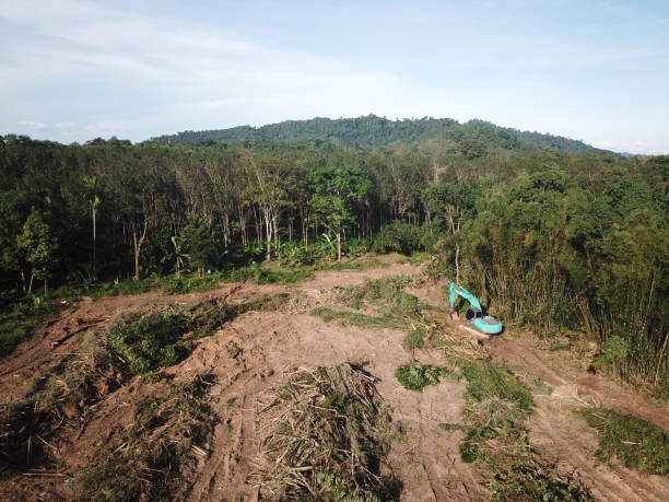 삼림 벌채. 열대 우림을 줄입니다. - aerial view lumber industry oil tropical rainforest 뉴스 사진 이미지