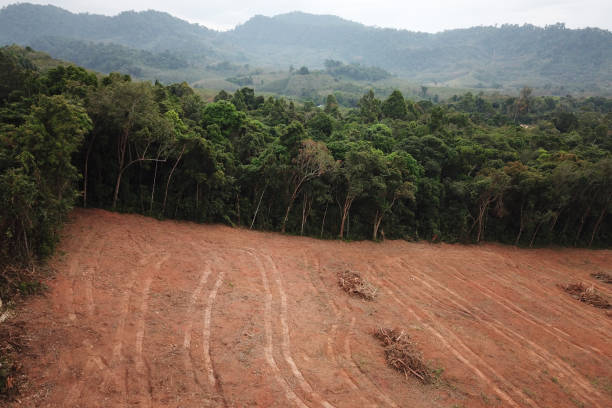 wylesiania. cięcie lasów deszczowych. - aerial view lumber industry oil tropical rainforest zdjęcia i obrazy z banku zdjęć