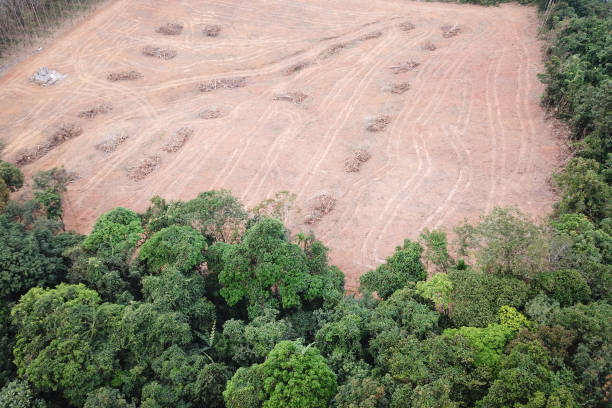 삼��림 벌채. 열대 우림을 줄입니다. - aerial view lumber industry oil tropical rainforest 뉴스 사진 이미지