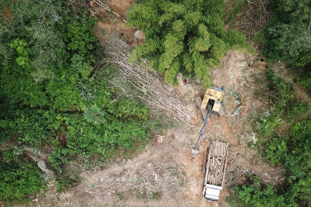 삼림 벌채. 열대 우림을 줄입니다. - aerial view lumber industry oil tropical rainforest 뉴스 사진 이미지