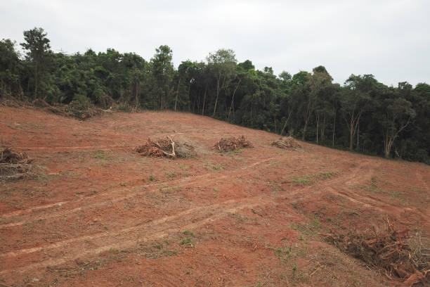 삼림 벌채. 열대 우림을 줄입니다. - aerial view lumber industry oil tropical rainforest 뉴스 사진 이미지