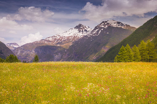 Idyllic alpine landscape with wildflowers at springtime in Vanoise, near Bonneval-sur-Arc – French alps