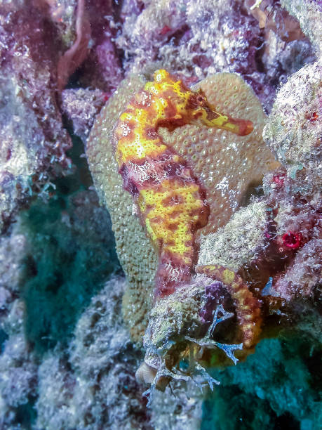 istock Small Caribbean seahorse 1257312359