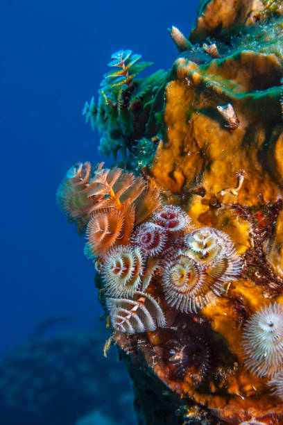 istock Caribbean coral garden 1257312966