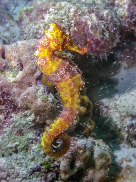 istock Small Caribbean seahorse 1257312975