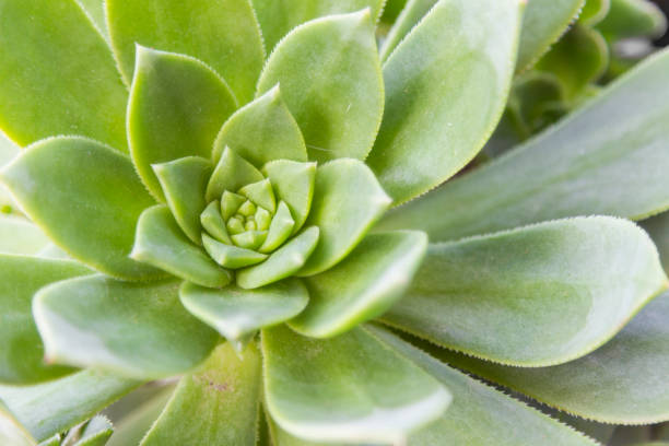 floral freen pattern cactus background (aloe polyphylla) - circle plant type plant part plant condition imagens e fotografias de stock