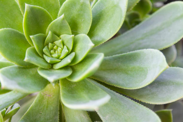 floral freen pattern cactus background (aloe polyphylla) - fern spiral frond green imagens e fotografias de stock