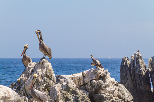 Brown Pelicans (Pelecanus occidentalis) perched and resting on a rocky coastal shore in Viña del Mar, Valparaiso, Chile at midday with a blue deep skyline. On back, Reñaca Beach, Concon Beach and Concon's Sand dunes in a sunny summer day.